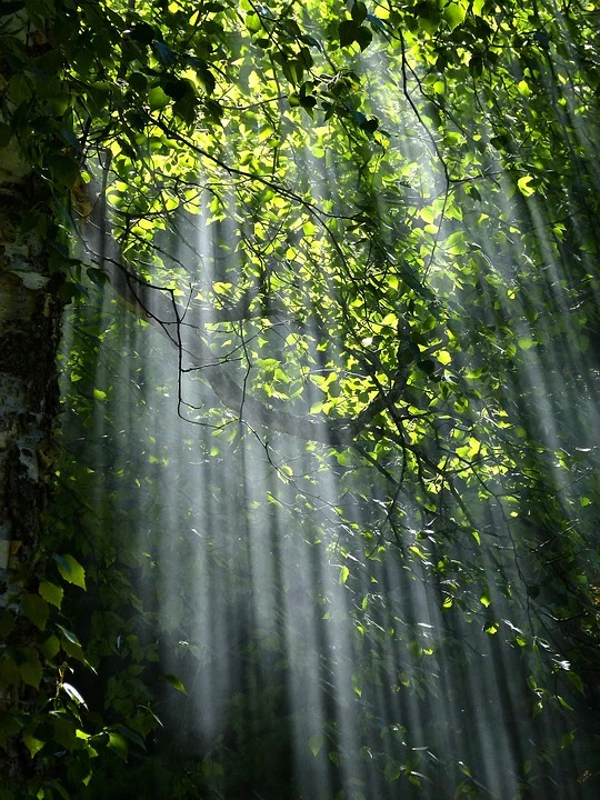 wald — © Bild: pixabay
