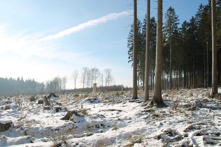 Wald, Winter, Fichten, Baum, Windwurf, Holz, fällen — © Bild: pixabay