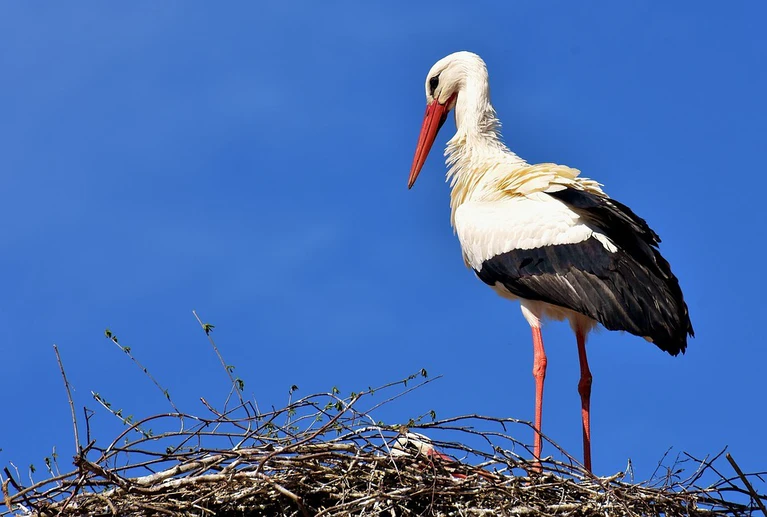 Storch Frühling Baby — © Bild: pixabay