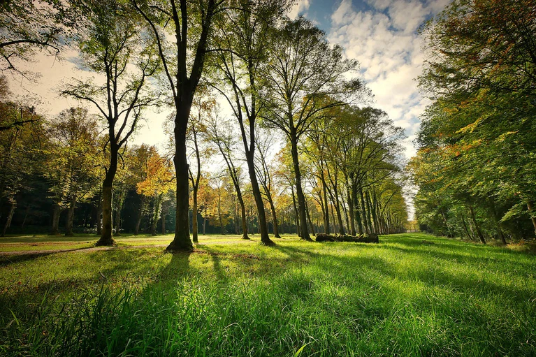 Park Bäume Erholung Sommer — © Bild: pixabay