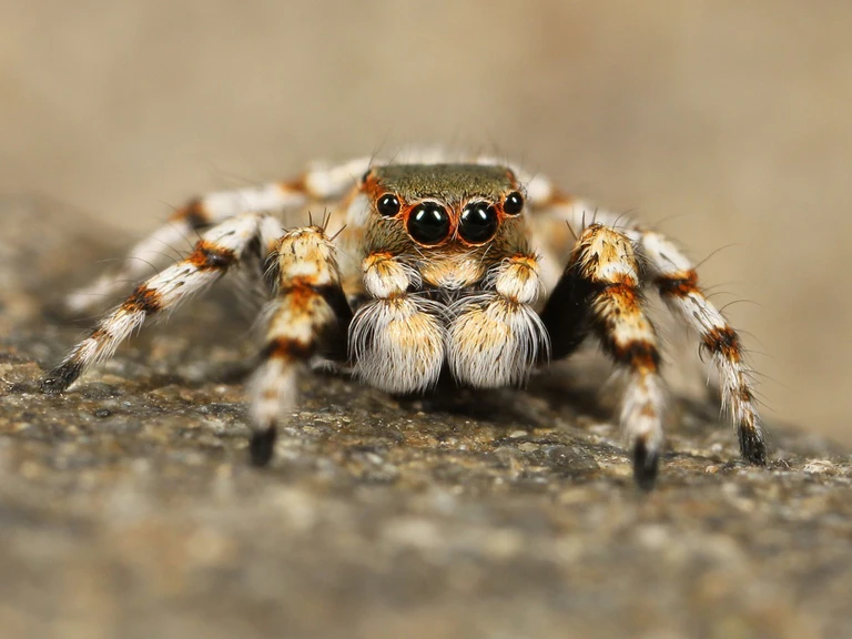 Spinne — © Bild: pixabay
