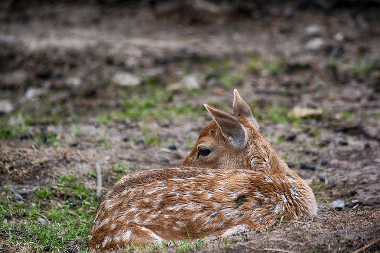 Rehkitz, Reh, Natur, Tierkinder — © Bild: pixabay