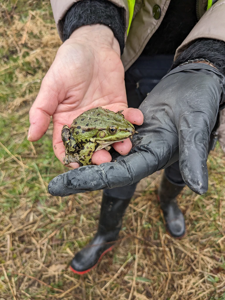Frosch Prinz Küssen — © Bild: Radio Augsburg
