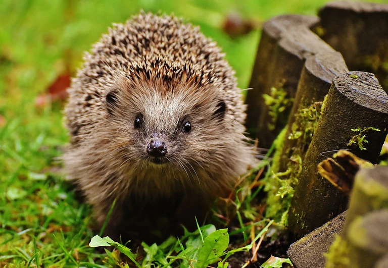 Igel, Herbst — © Bild: pixabay