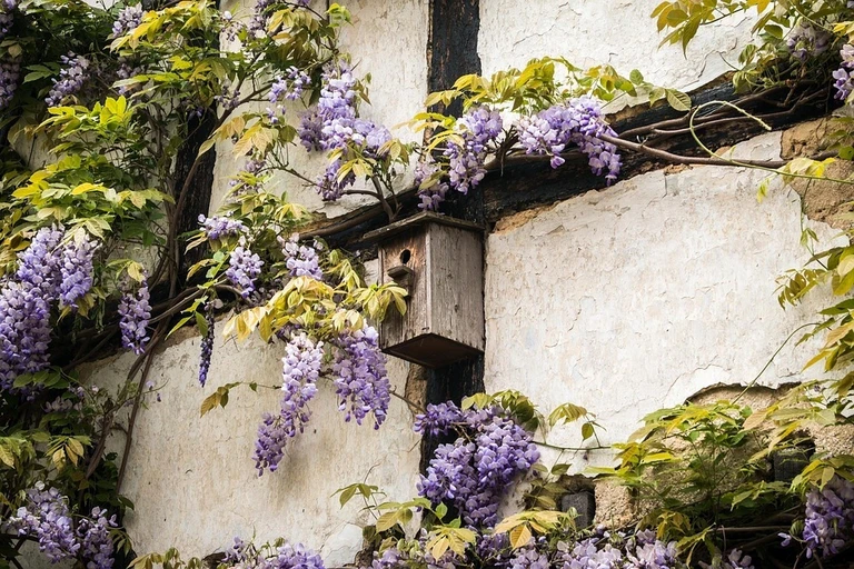 Vogelhäuschen, Garten, Idylle, alt, Natur, Fachwerk — © Bild: Pixabay