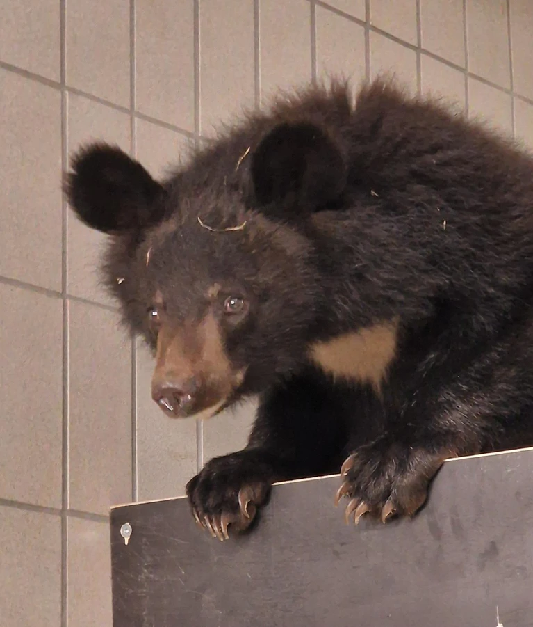  — © Foto: Zoo Augsburg/Peter Bretschneider