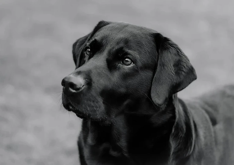 Labrador, Hund — © Bild: pixabay