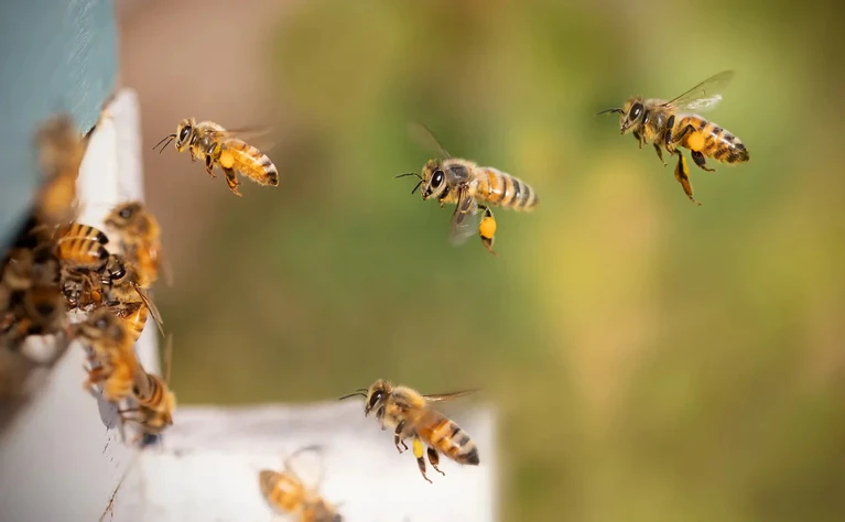 Biene, Bienen, Natur — © Bild. pixabay