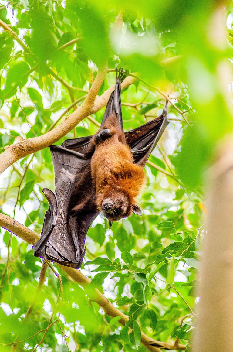 Fledermaus — © Bild: pixabay