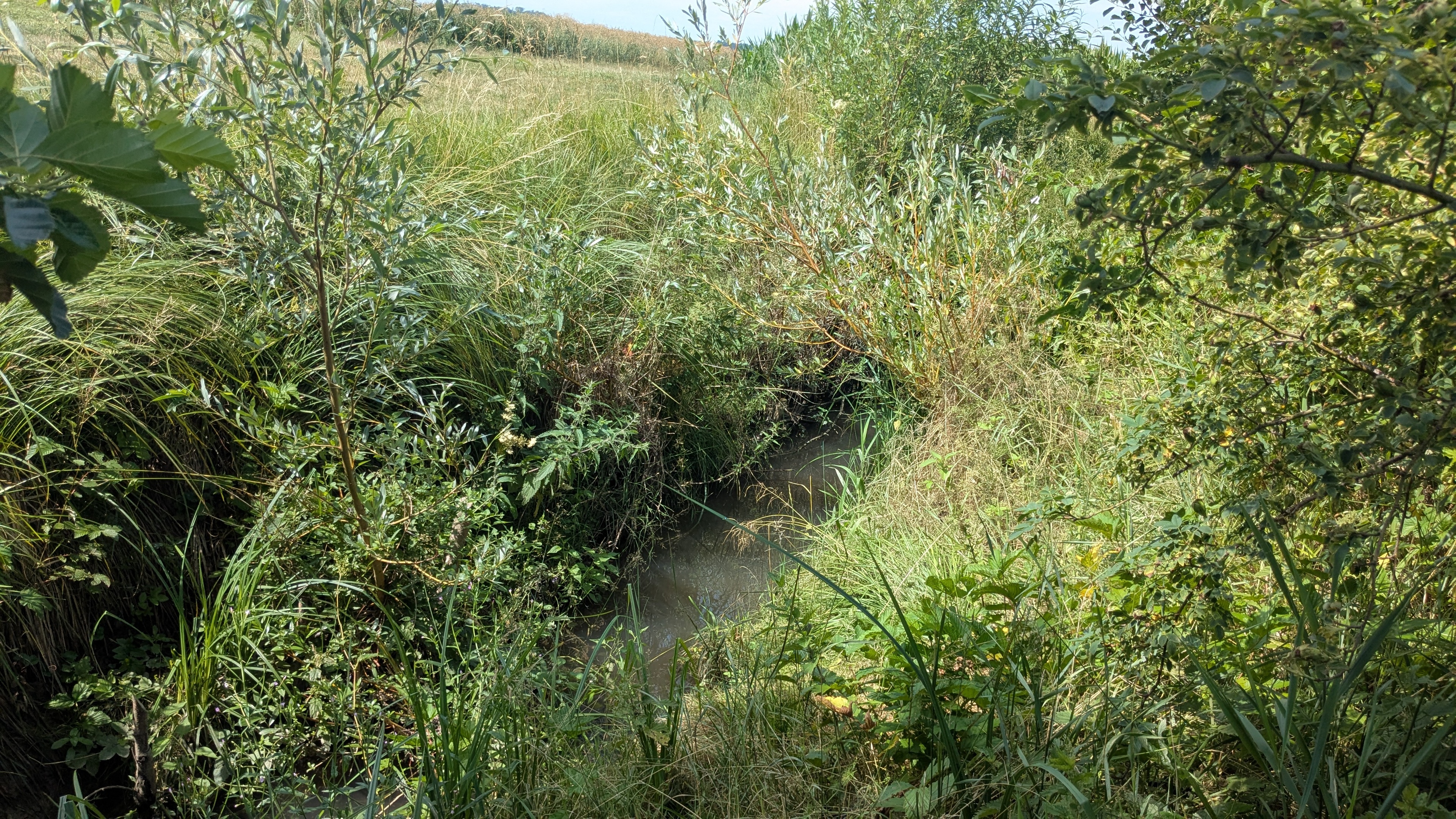 Götz